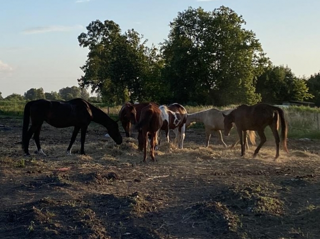 Nuestros caballos  Nuestros caballos