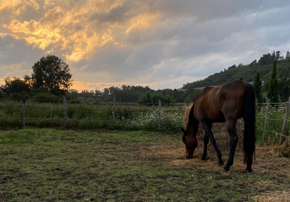 Uno de nuestros caballos  Uno de nuestros caballos