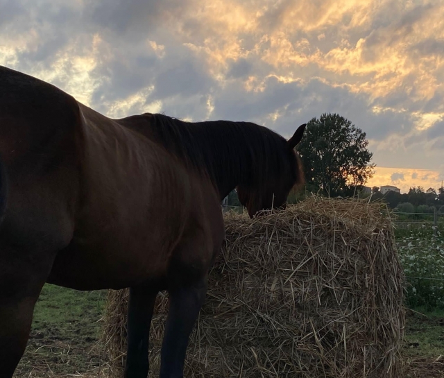 Belleza al atardecer