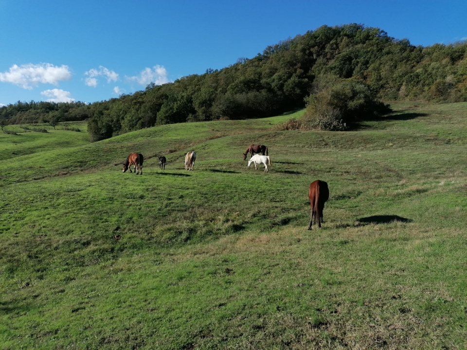 Nuestros ejemplares   Nuestros ejemplares