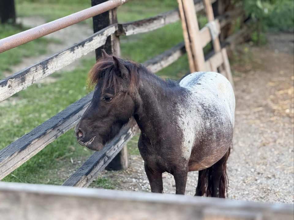  Uno de nuestros ponis 