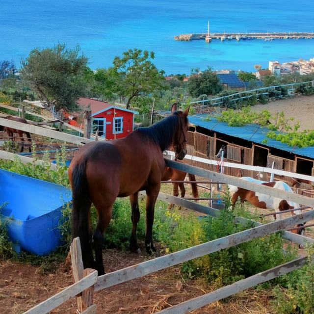  Nuestro centro ecuestre con vistas al mar 