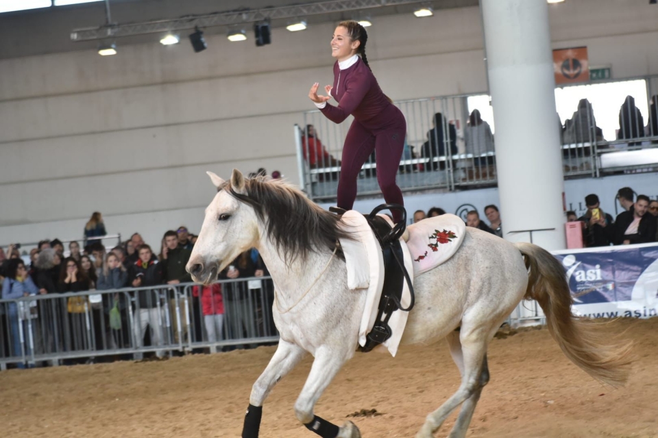  concursos de salto de expertos