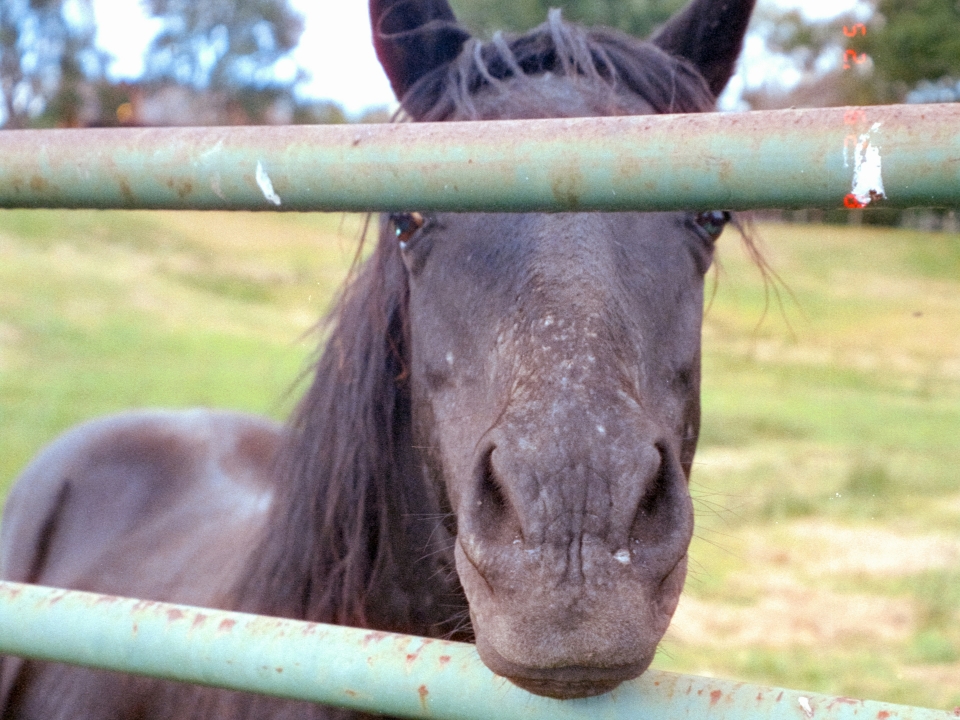 nuestros caballos en el paddock 