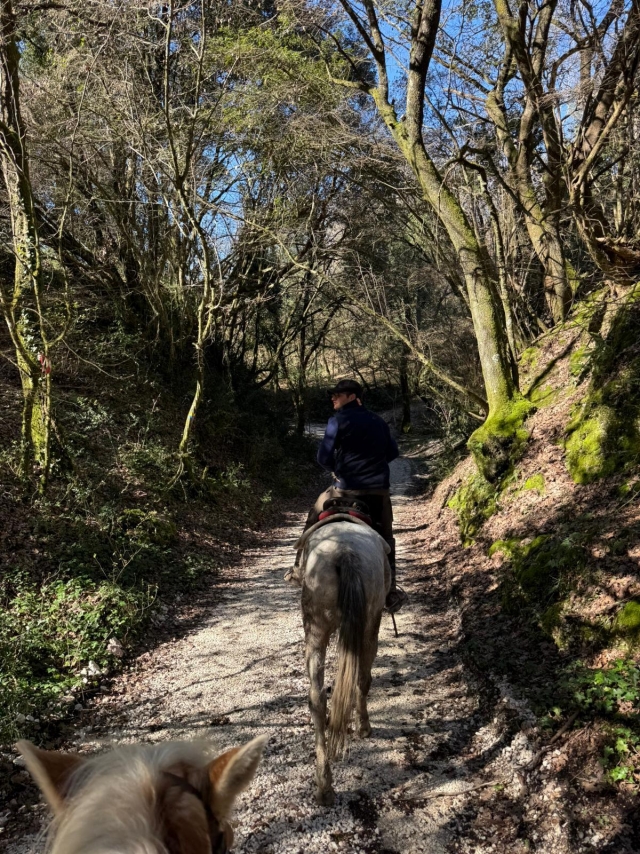  Bajo la sombra del bosque 