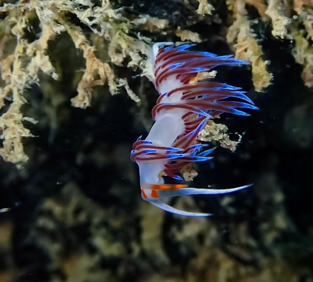  Los coloridos nudibranquios 