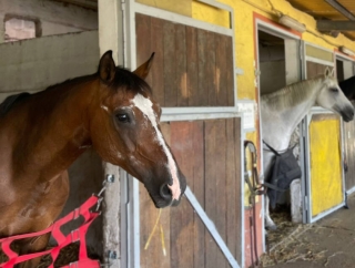Clase de equitación en Rivolta D'Adda 1 hora