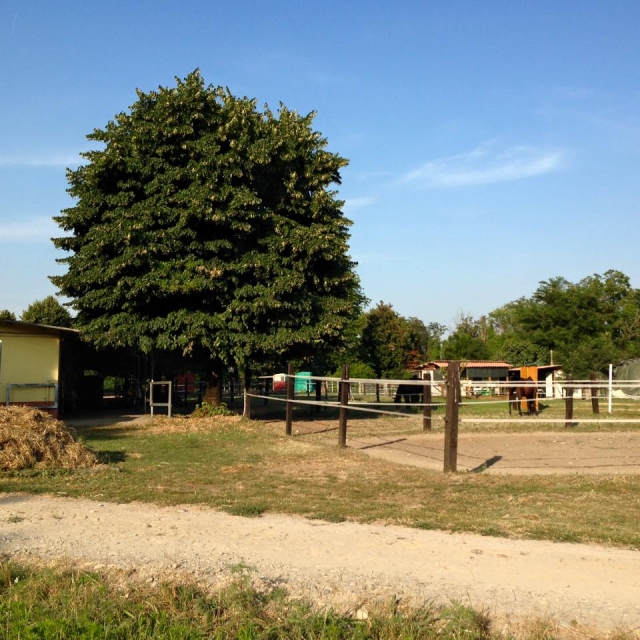 Nuestros potreros en el verdor 