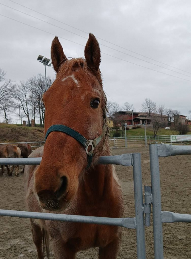 Nuestros caballos 