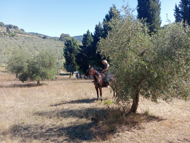  Entre los olivos en la silla de montar