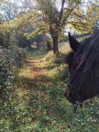 Paseo a caballo por el río Po 1h
