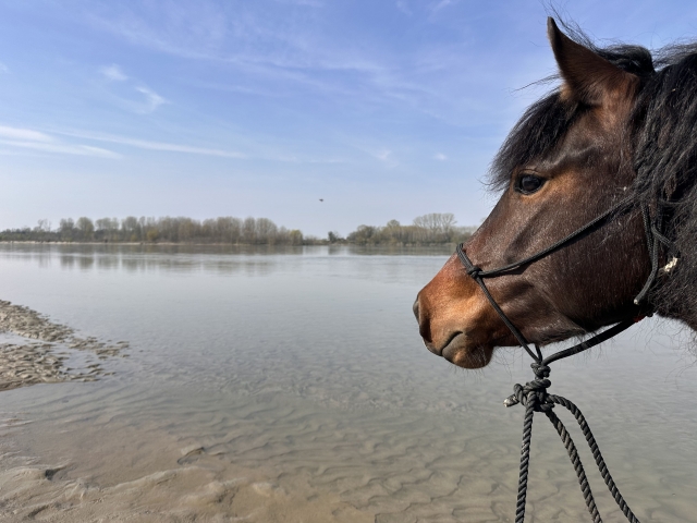 Pbaños a caballo por los senderos de Oltre Po 2h