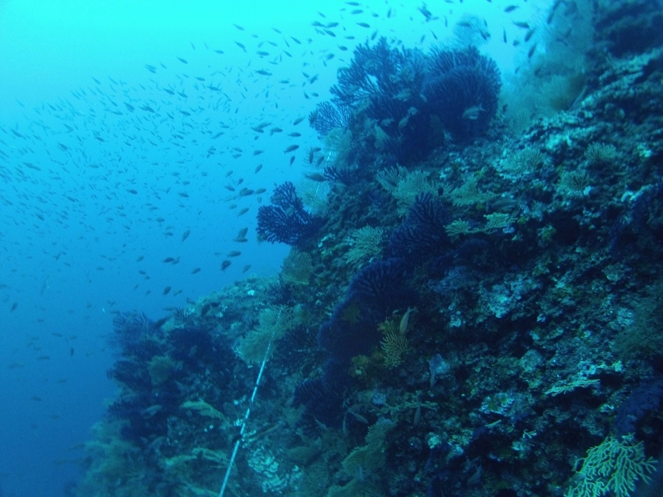 En el azul, entre los peces 