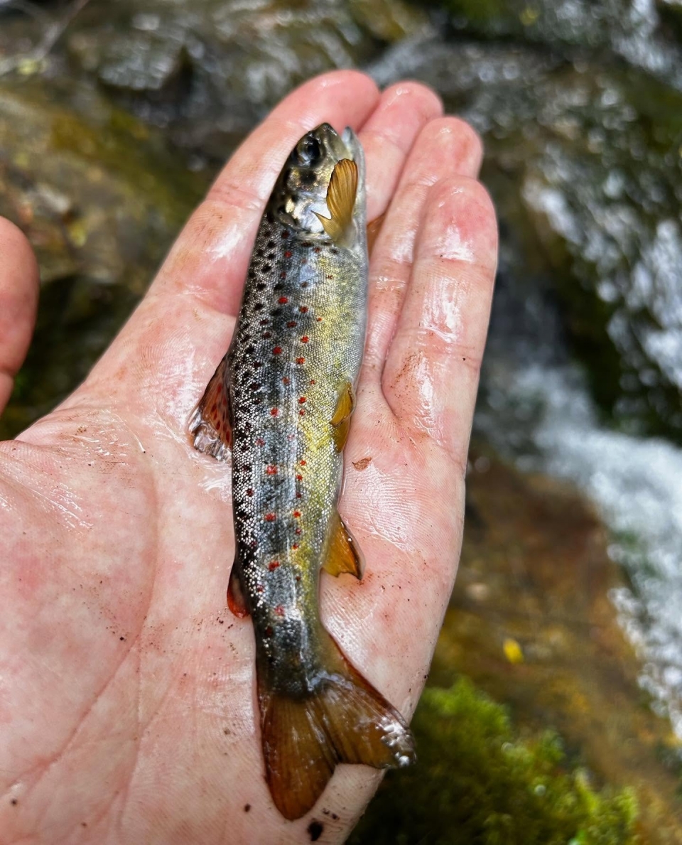 Peces pequeños 