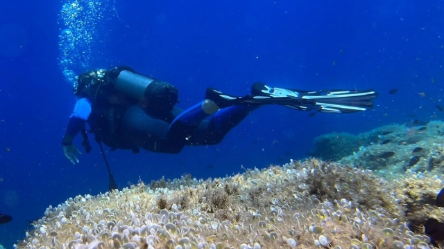 Disfruta de un curso de buceo en Capo d'Orso 