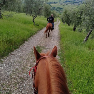 Paseo a caballo de 1 hora con aperitivo en Pelago