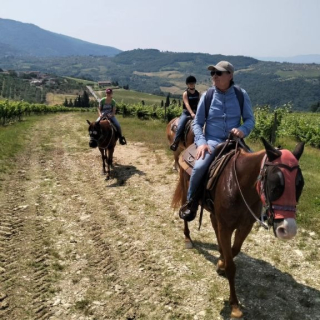  El grupo a caballo entre los viñedos, bajo las montañas 