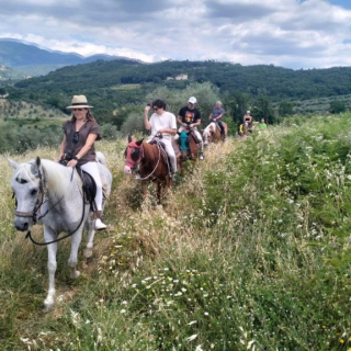  Un caballo gris en el camino 