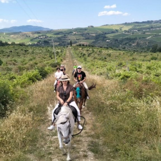  Una fila de caballos en el campo 