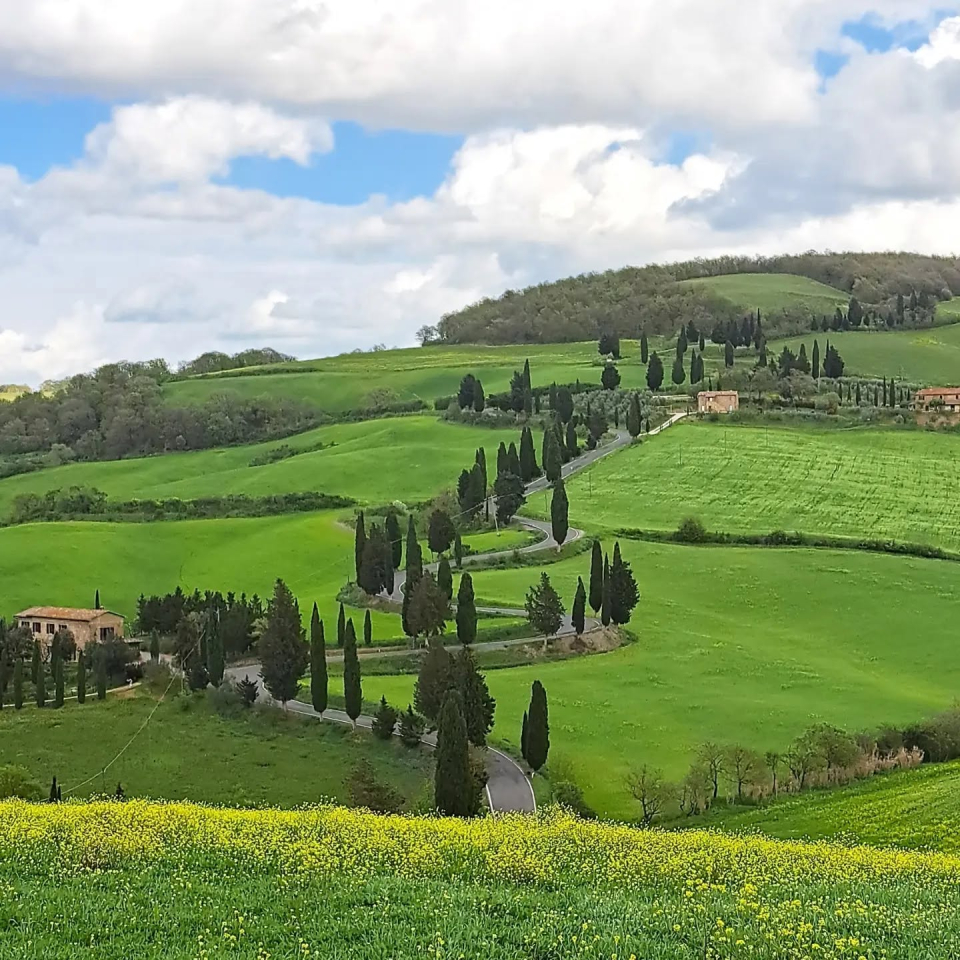 Las curva de los cipreses en primavera 