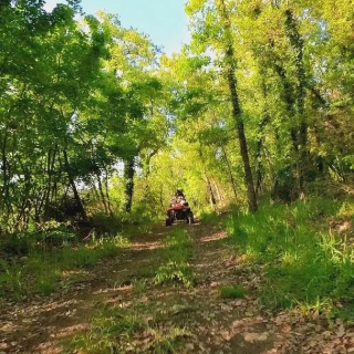 El camino en el bosque 