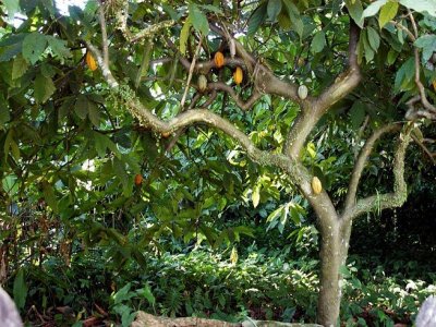 Cacao tour: 2 days in Palenque & San Cristóbal