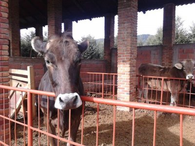 Ferme pédagogique pour enfants à Valle de Bravo