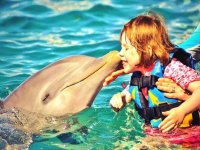  swim with dolphins 