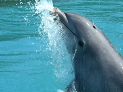 Encuentro delfines y actividades en Garrafón Park