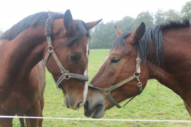  Mieten Sie Ihr Pferd für den Ausritt 