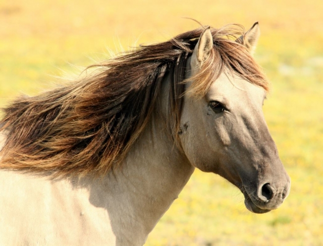  Pferd mit langer Mähne