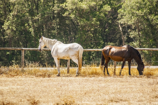  Les chevaux au choix 
