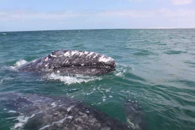  Incontro con le balene