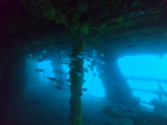  School of ruined fish