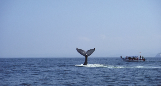  Coda di balena 