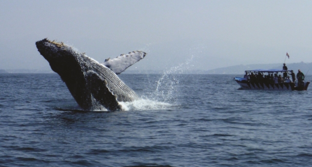  Balena che nuota a nayarit 