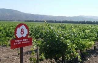 Viñedos