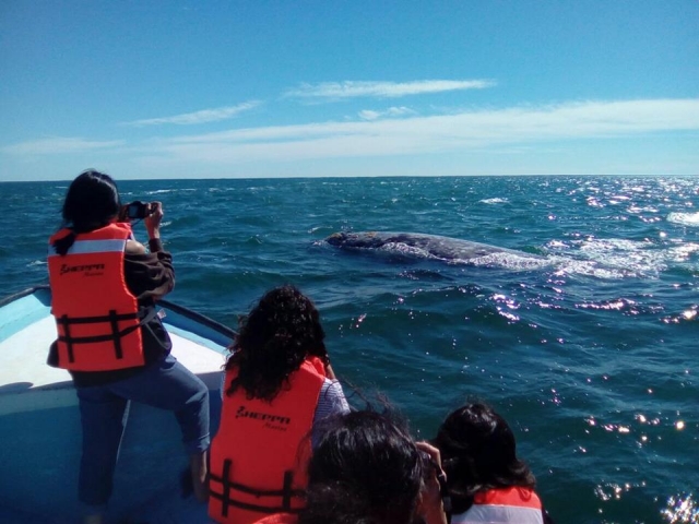  Whales 