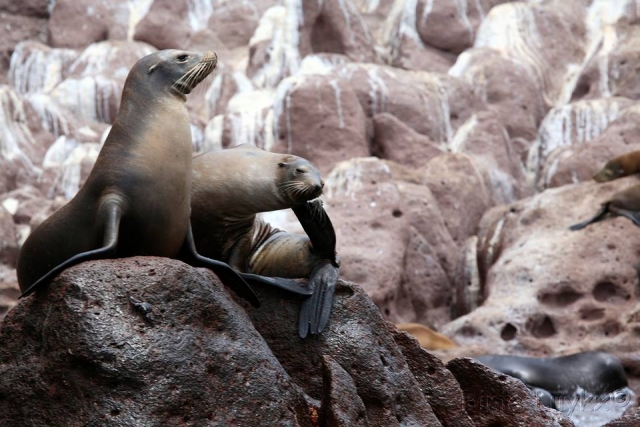  Sea lion 