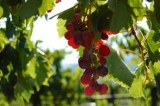  Wine grapes 