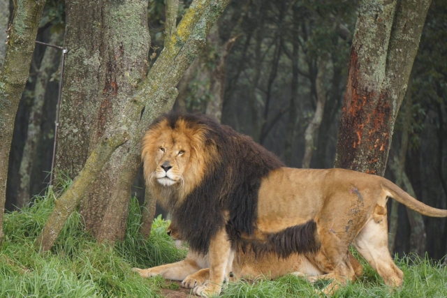 León en el parque