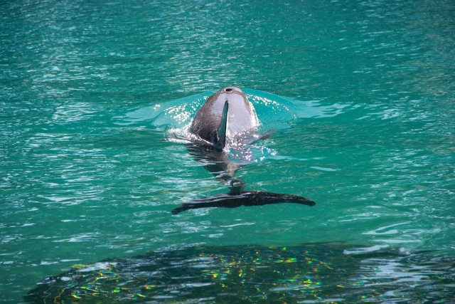  Meet the dolphins 