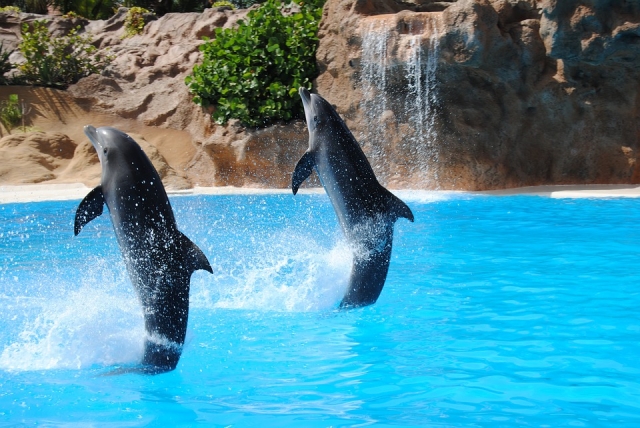 Dancing dolphins 
