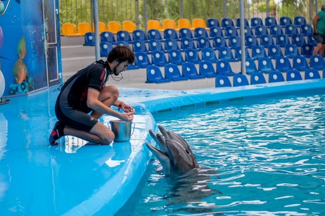  Feeding the dolphins 