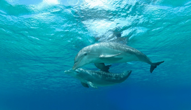  Nuota con i delfini