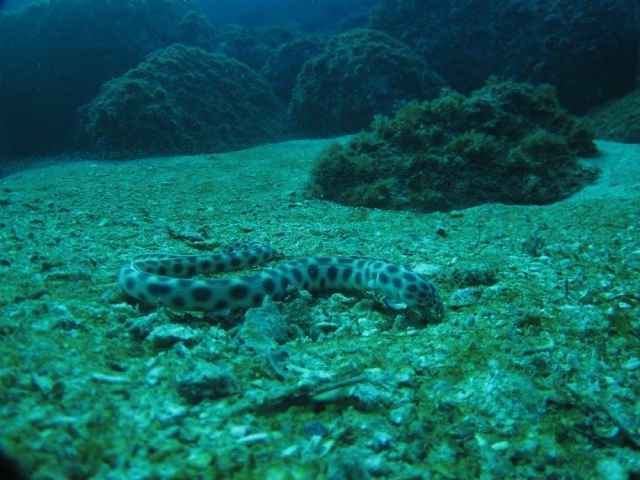  Conheça a fauna marinha 