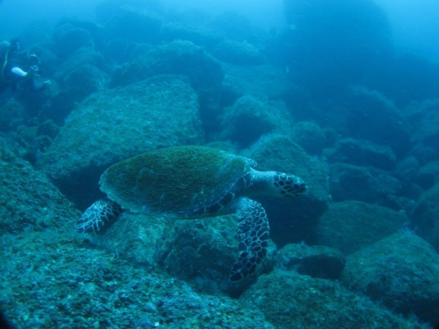  Observe a tartaruga marinha 