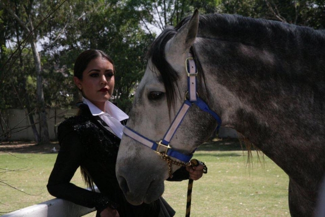  Get to know breed horses 