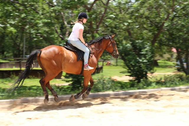  Traben mit dem Pferd