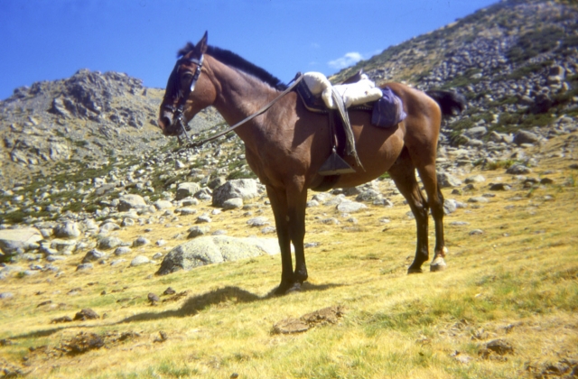  Cavalo pronto para a experiência